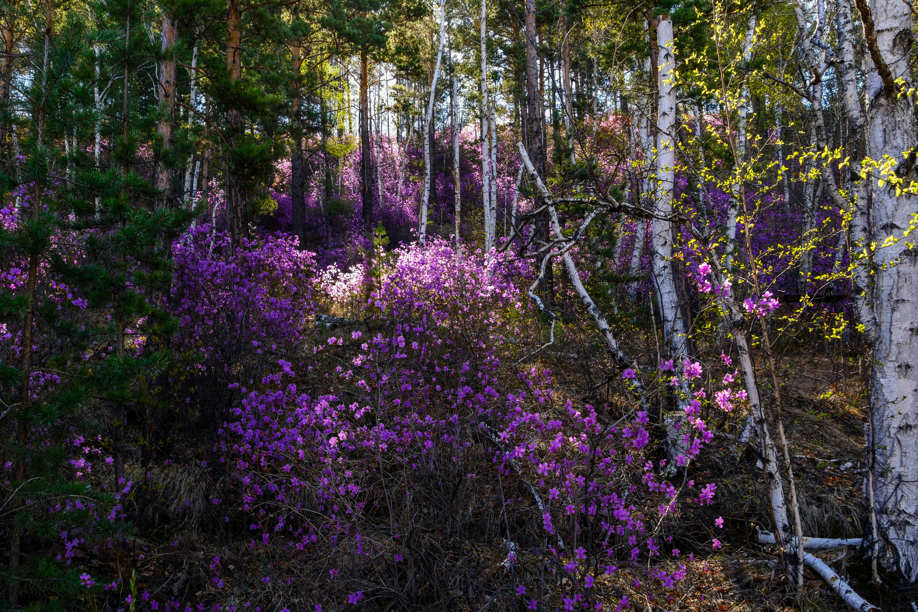 Малиновый лес лес багульник солнце весна береза