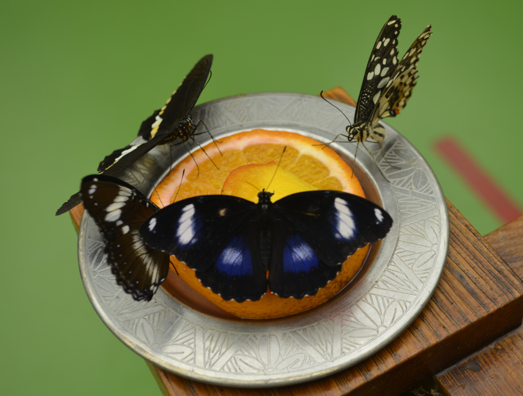 Тропический Завтрак бабочки