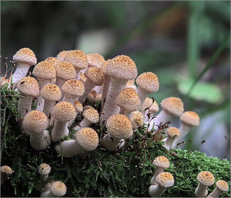Опята Armillaria mellea гриб Опёнок осенний Physalacriaceae