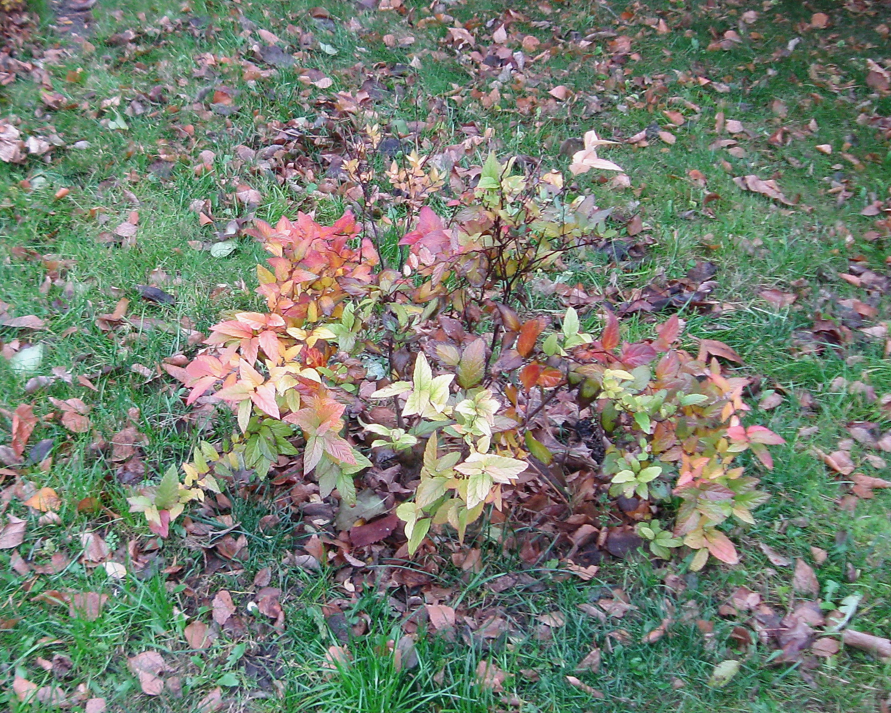 Разноцветный кустик Осень природа