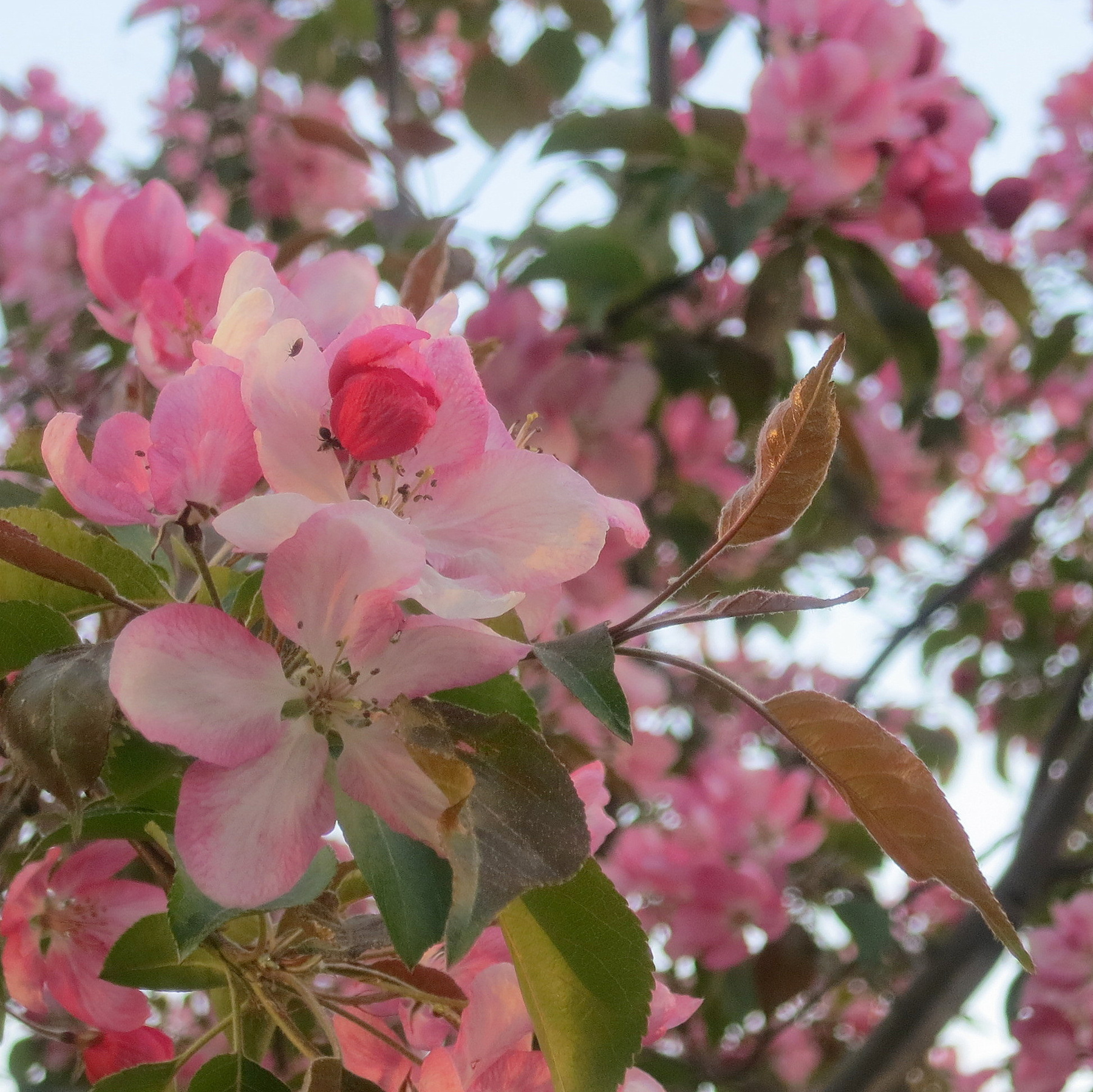 Весеннее мгновение... яблоня цветок бутон лепесток цвет весна