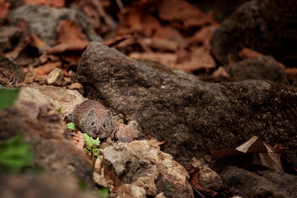 В засаде на фотографа фотоохота мышиная охота лесная мышь