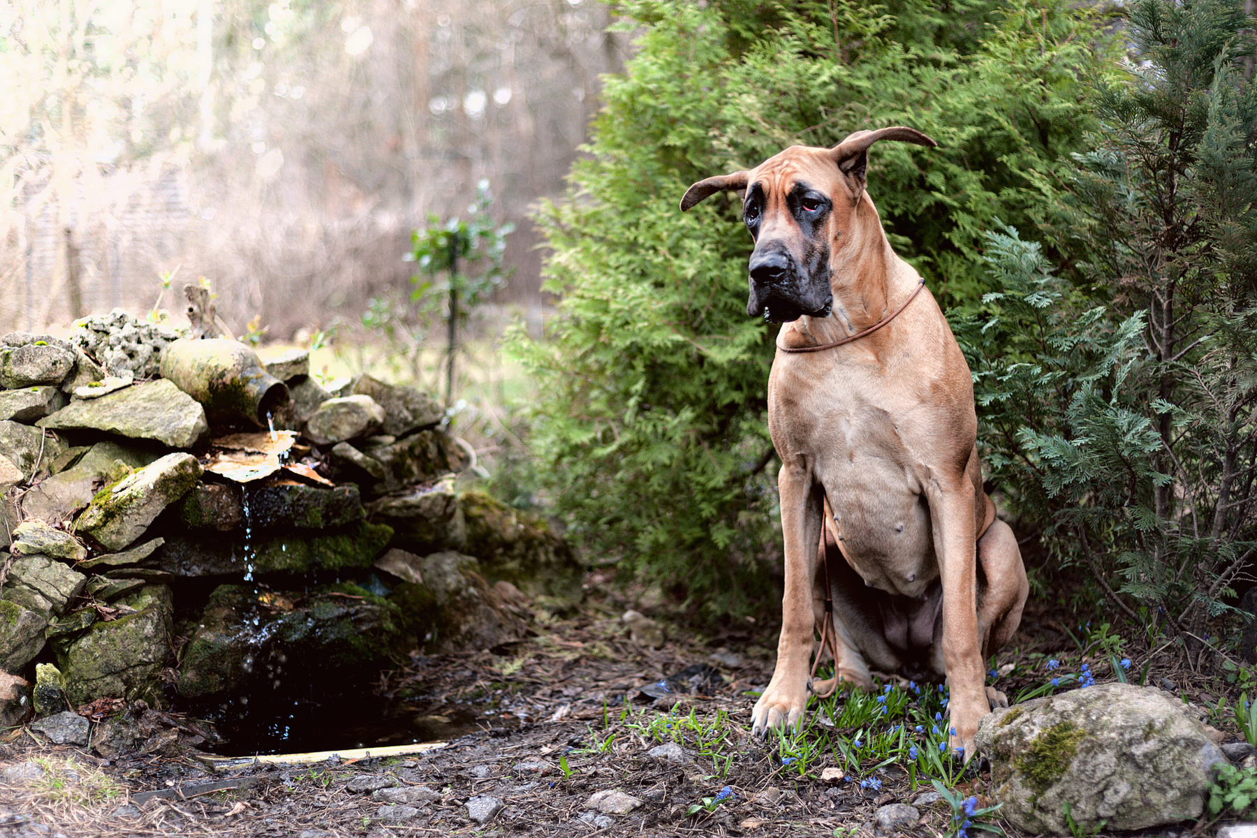 *** жёлтая собака немецкий дог у фонтана