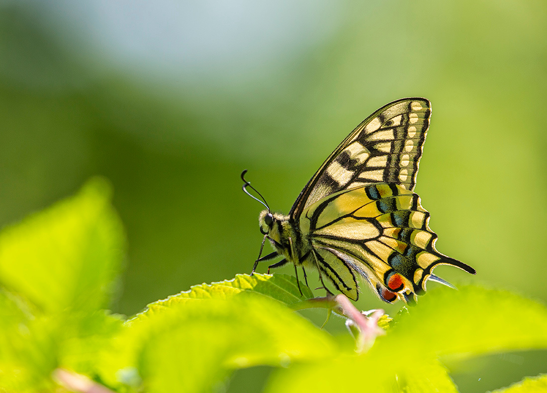 Фото в профиль бабочка махаон Papilio machaon