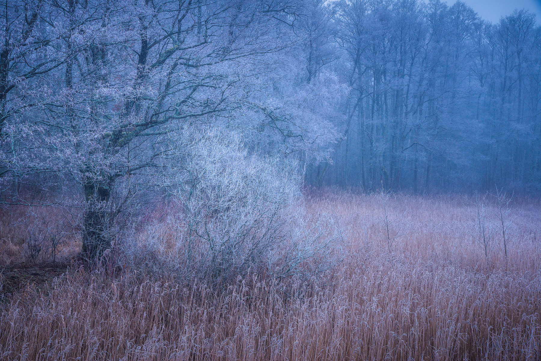 Мороз Зима Пейзаж Nikon Latvia Латвия лес