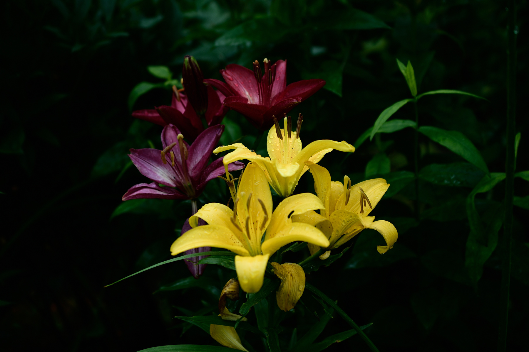 После дождя цветы дача флора желтый дождь фиолетовый лето макро