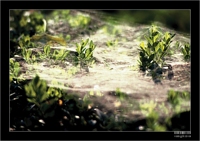 spider's paradise 