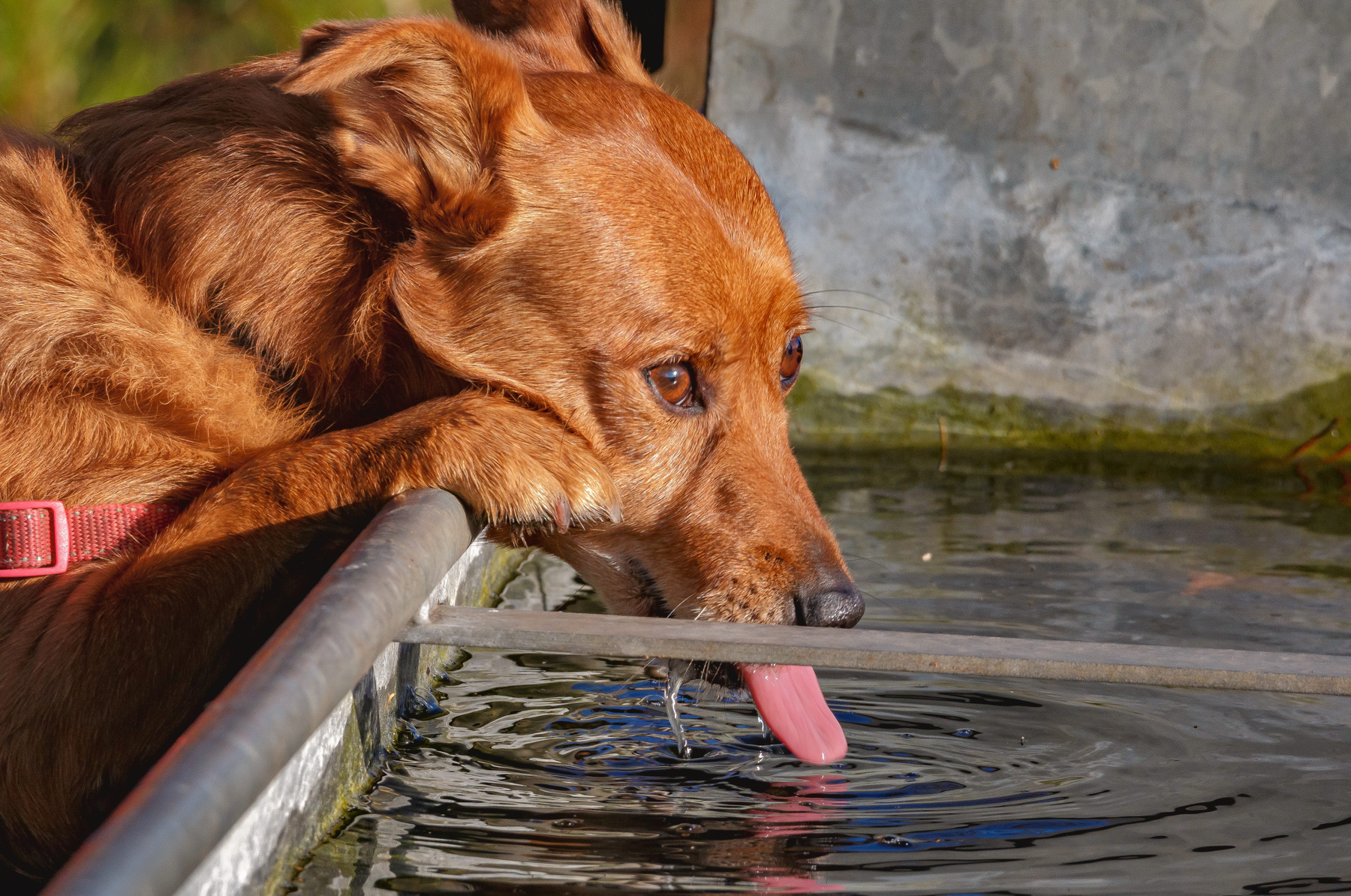 Жажда собака жажда вода домашние животные