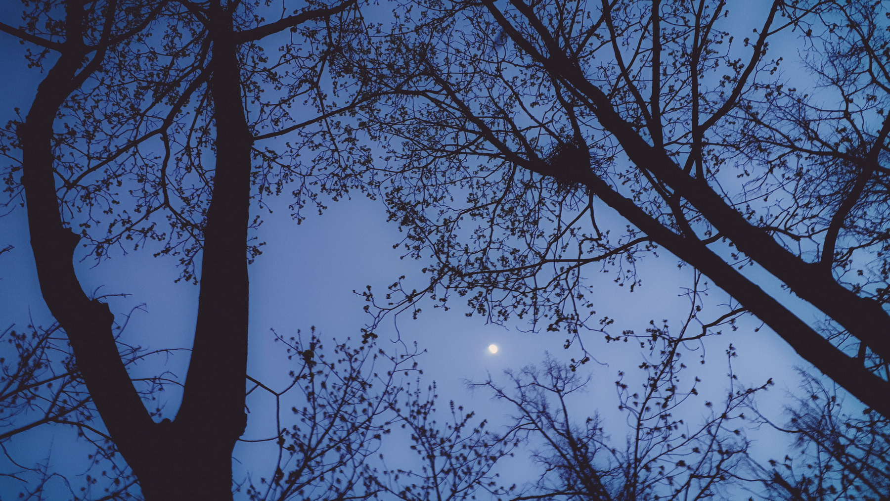 *** ночь небо деревья