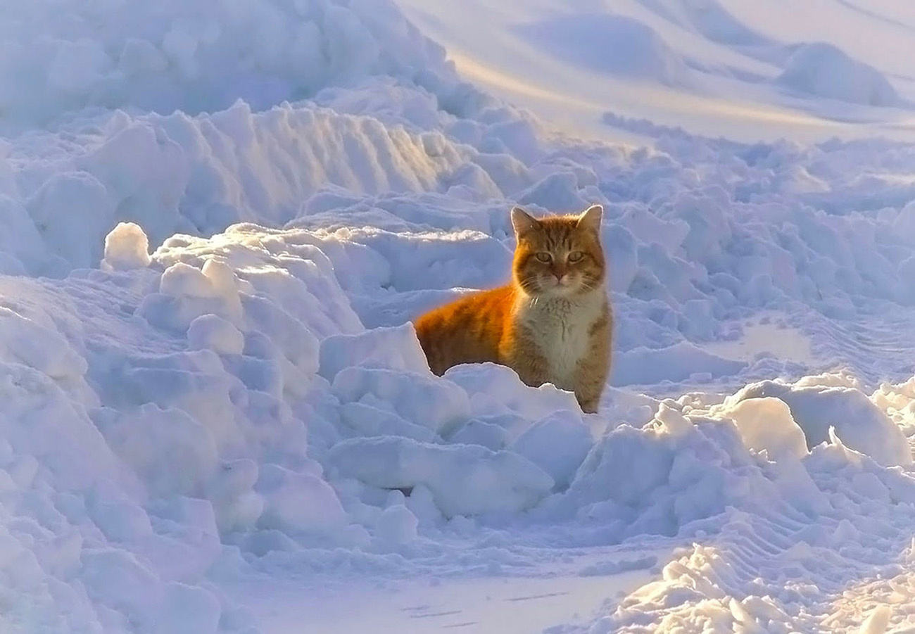 Рыжий Сибирь зима кот
