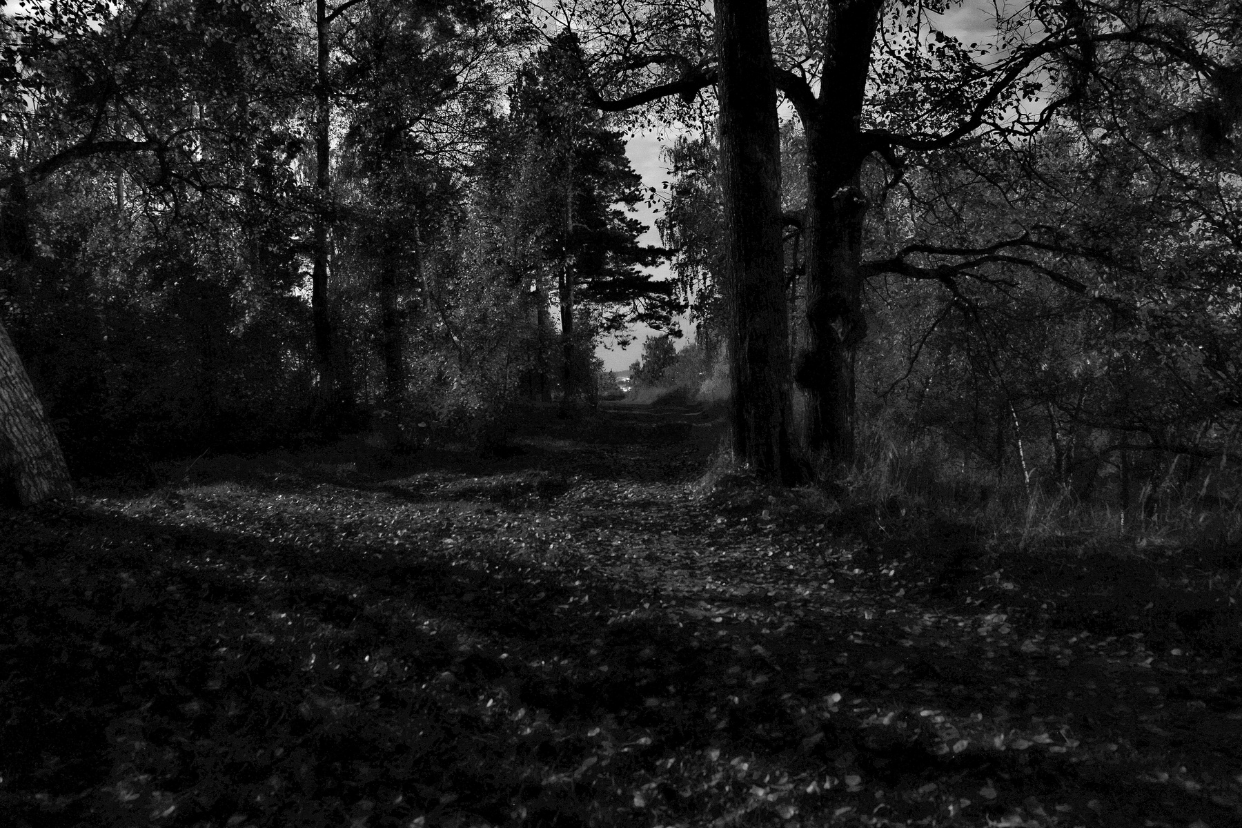 Полнолуние. Дорога в лесу, освещённая луной. 