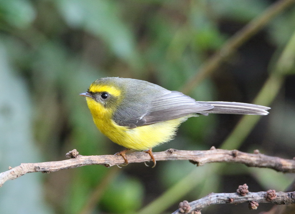 Yellow-bellied Fairy-Fantail 