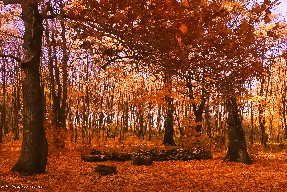 В осеннем лесу пейзаж природа осень лес
