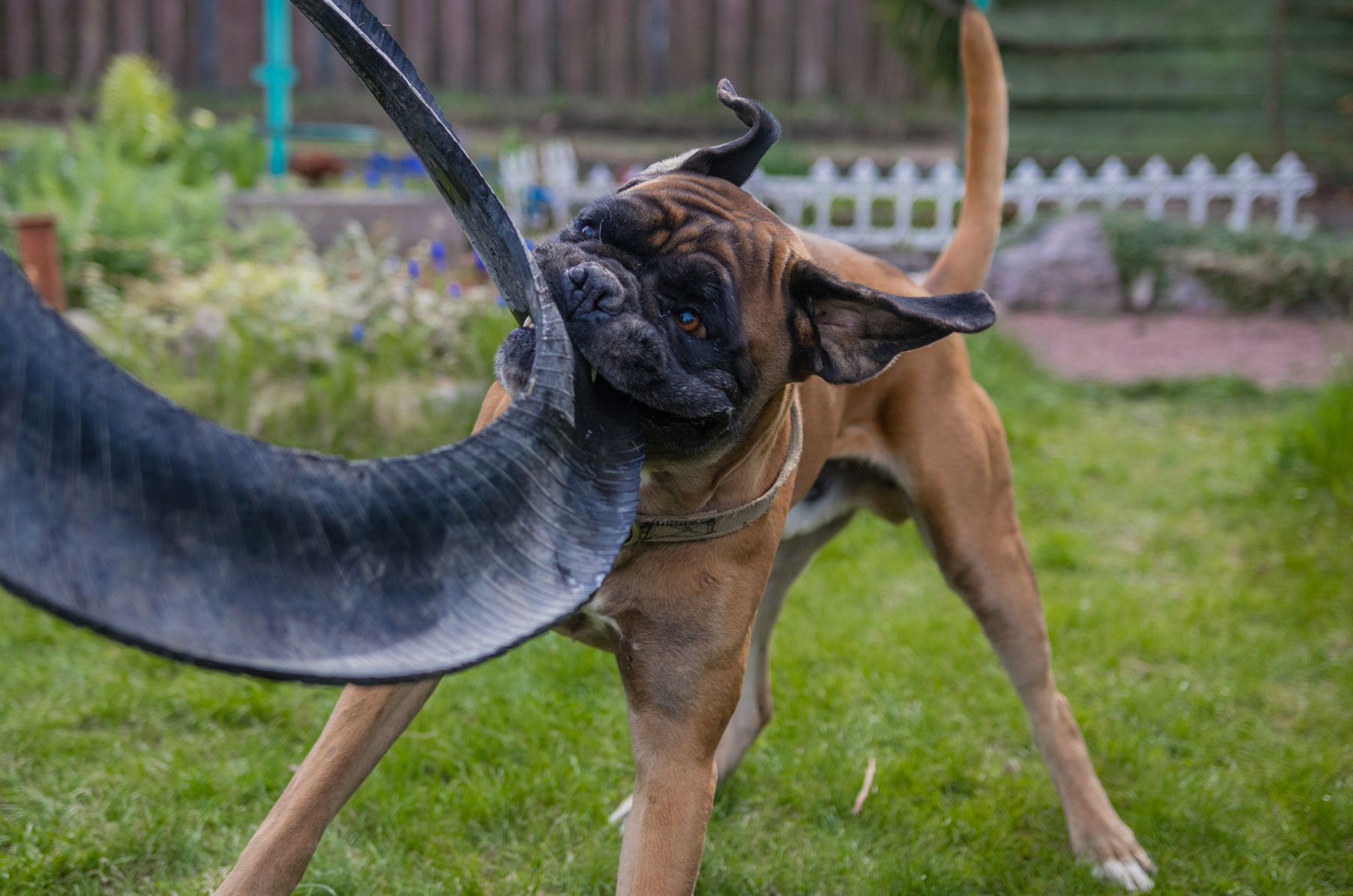 у.... отниму.... Игра действие собака боксер лужайка трава пес