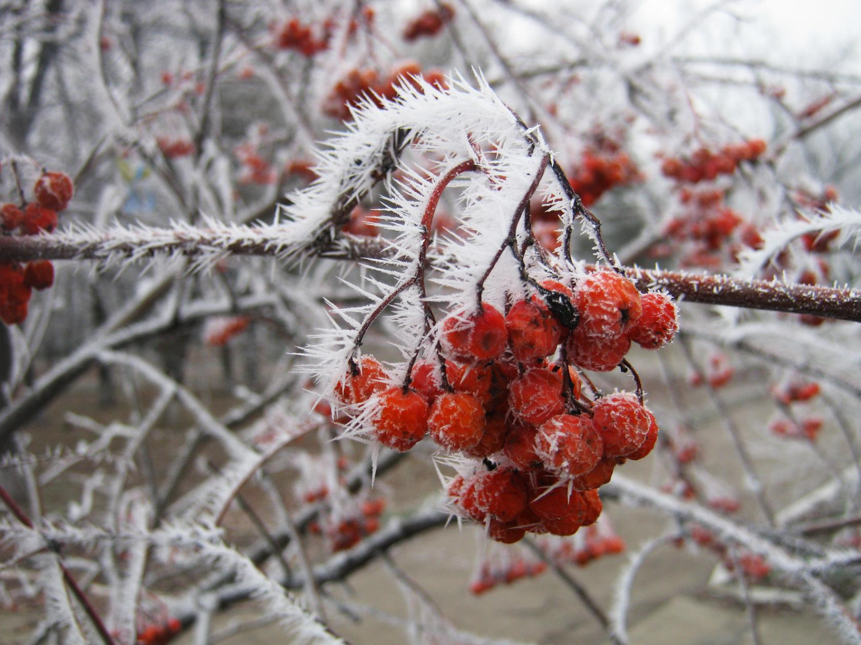 Зимняя рябинка иней мороз рябина дерево зима природа макро