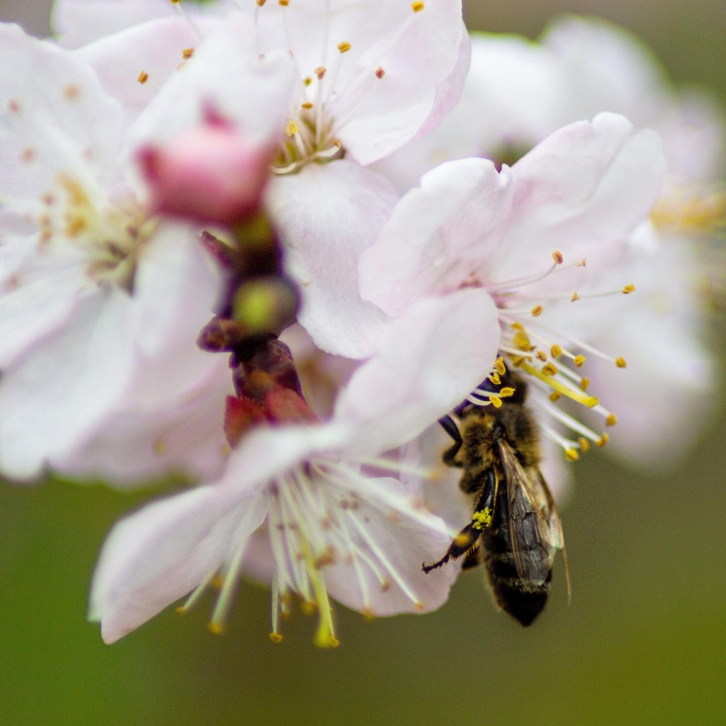 Bee Garden blooms flower bee photohunted nature цветущие сады пчела оса природа
