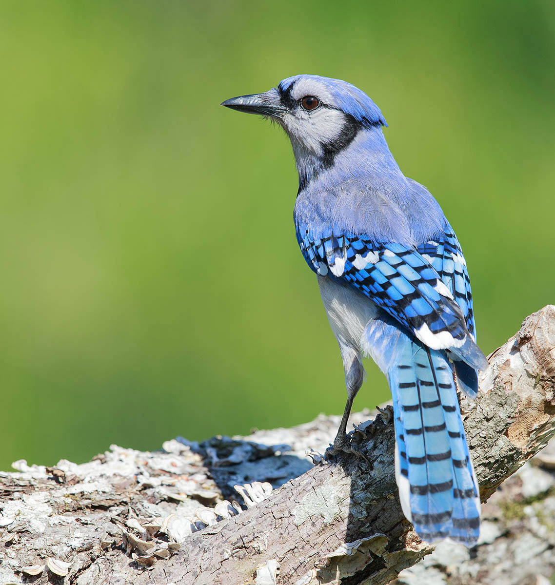 Фотография Голубая сойка - Blue Jay из раздела фотоохота #6657565 -  фото.сайт - sight.photo