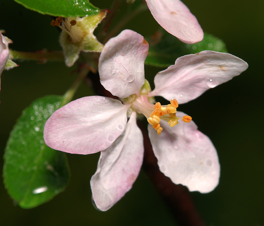 Цветок яблони в утренней росе Malus domestica RosaceaeЯблоня домашняя Яблоня садовая растение цветок роса весна