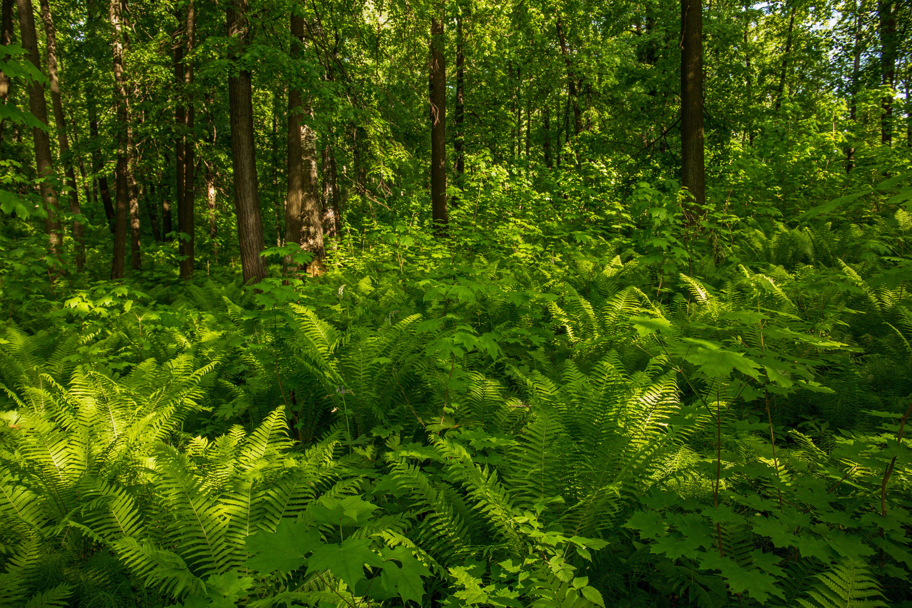 Зеленый лес природа пейзаж лето татарстан октябрьский лес