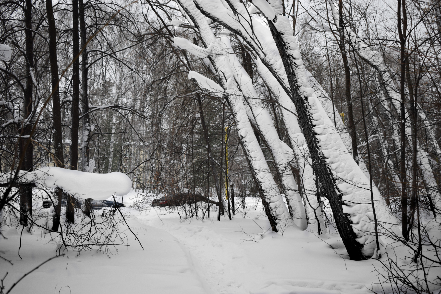 Зимняя тропинка зимний пейэаж лес деревья в снегу жизнь города