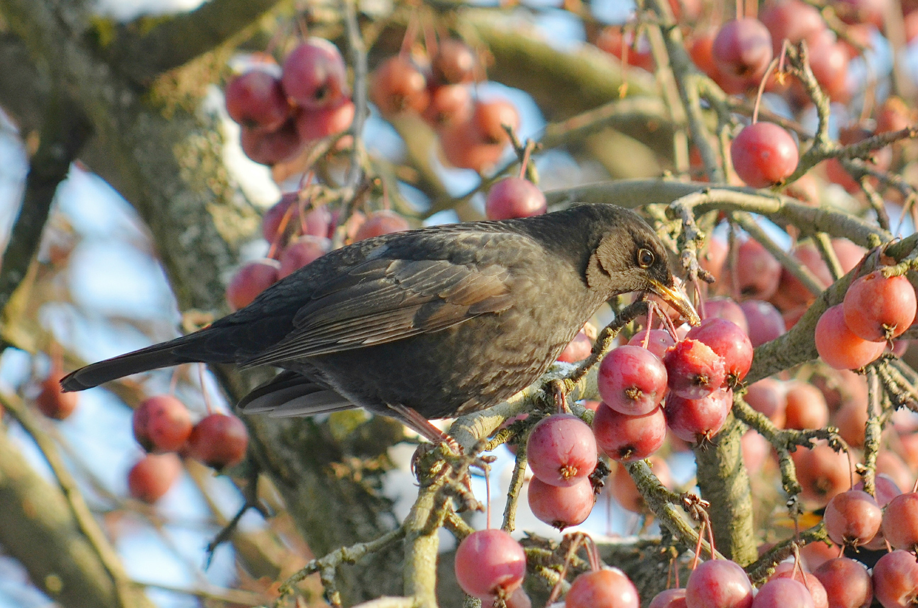Съешь яблочко птица чёрный дрозд