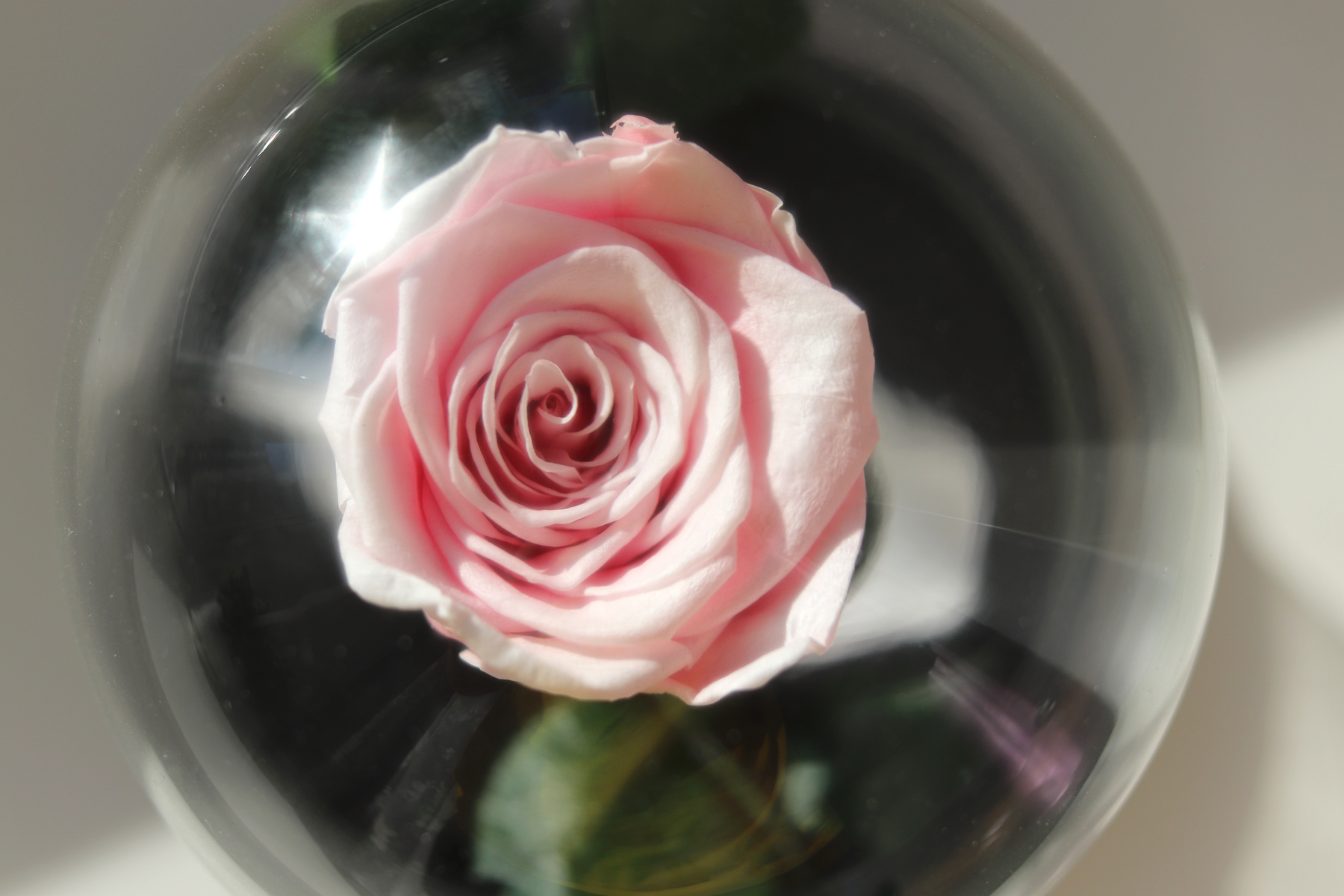 Жизнь под стеклом Роза стекло цветы