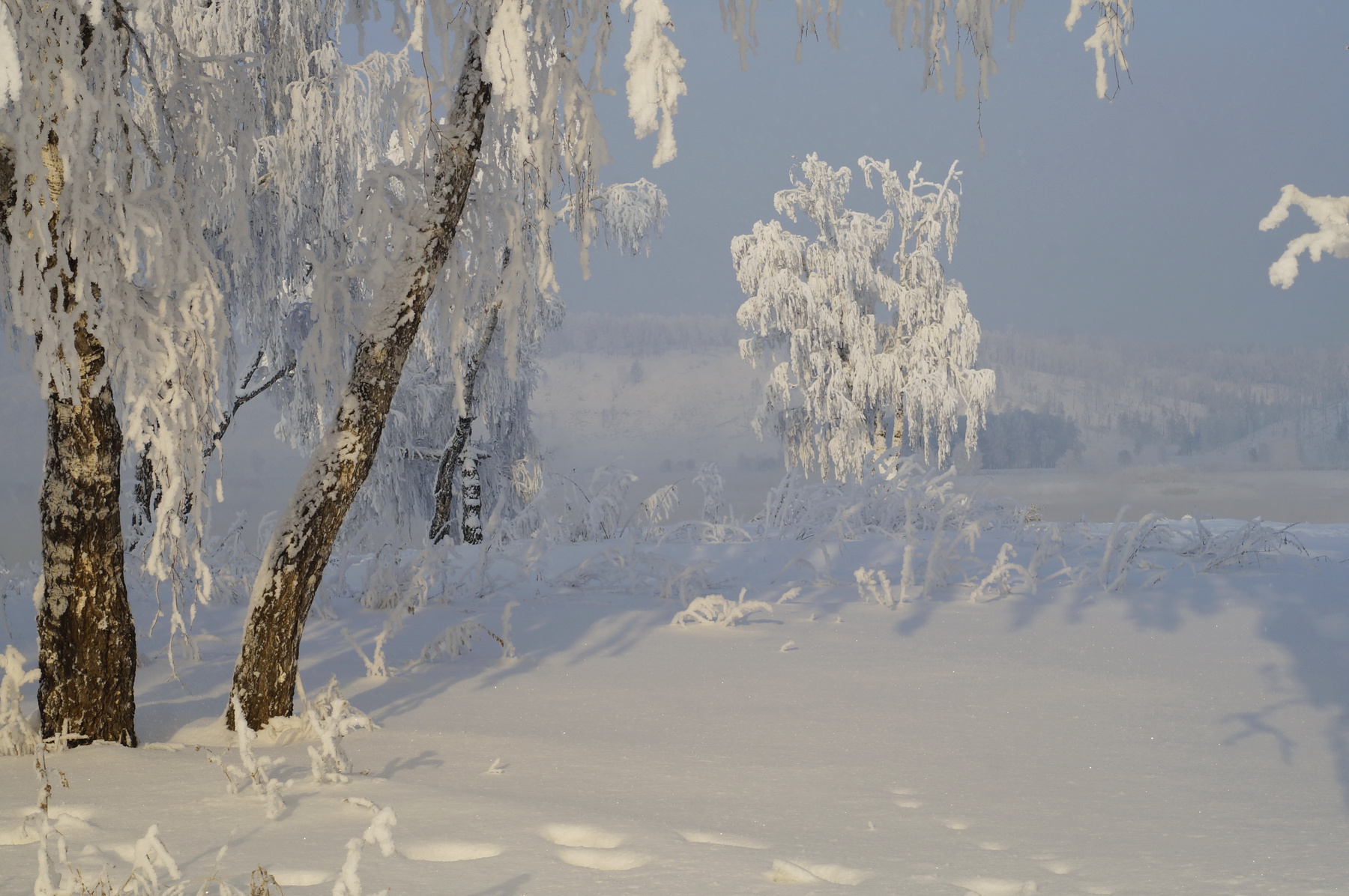 Зимние картинки зима снег иней деревья березы лес