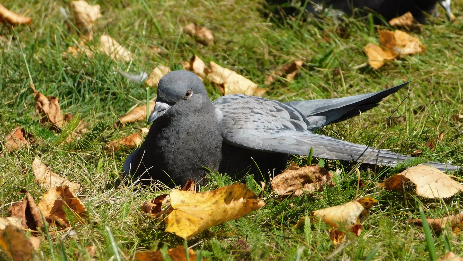 Жарко птицы жара осень голубь