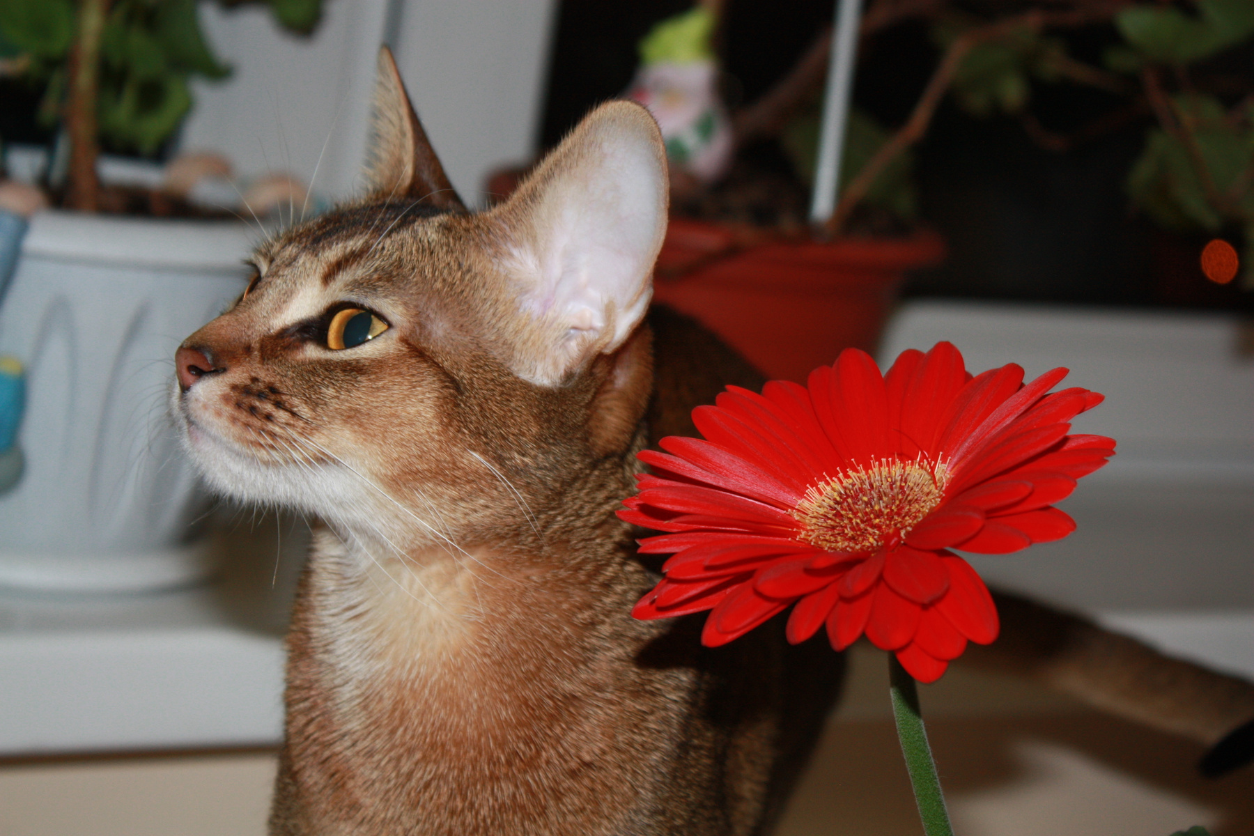 Женская суть кошка цветок