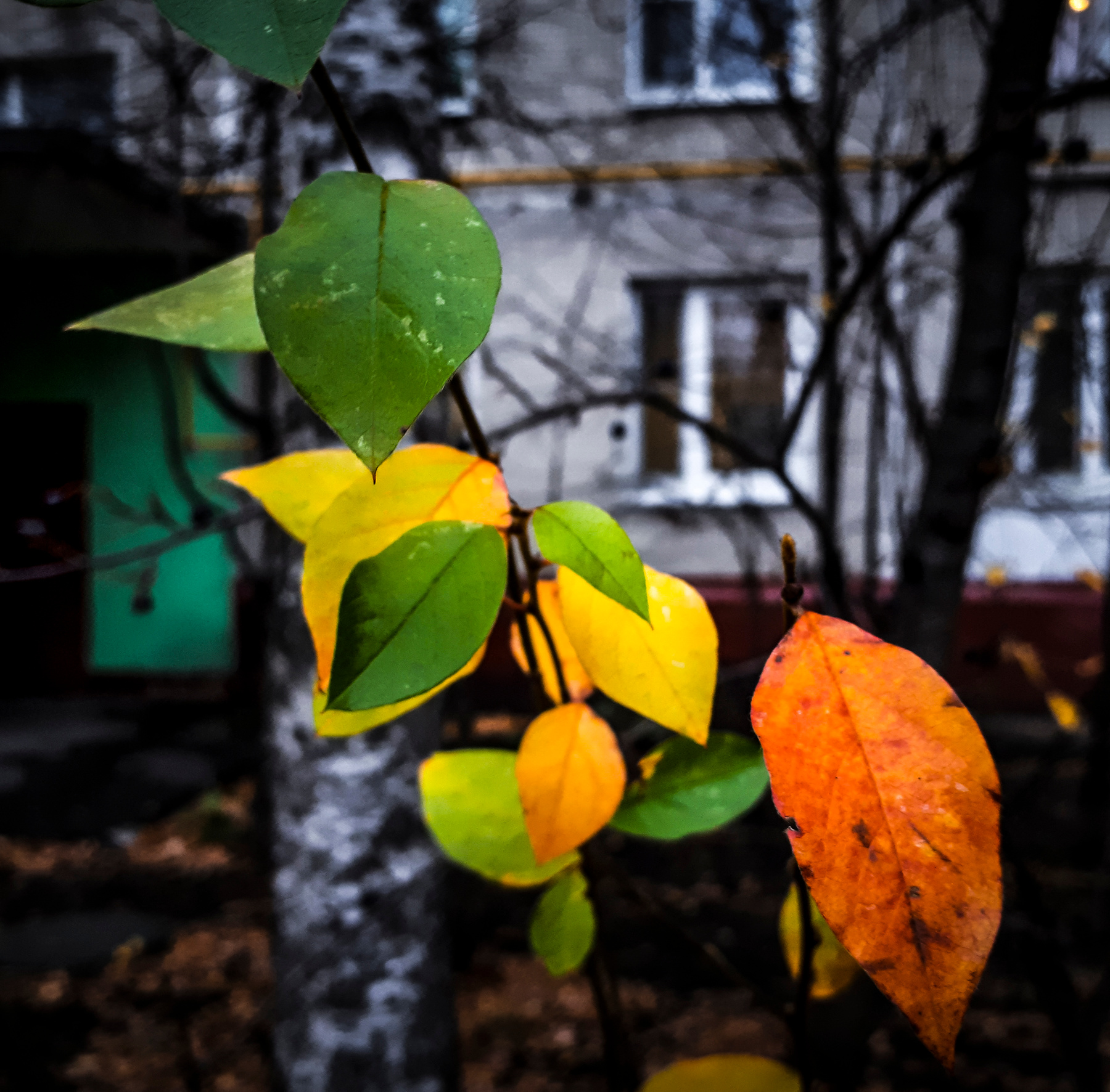 *** листья осень