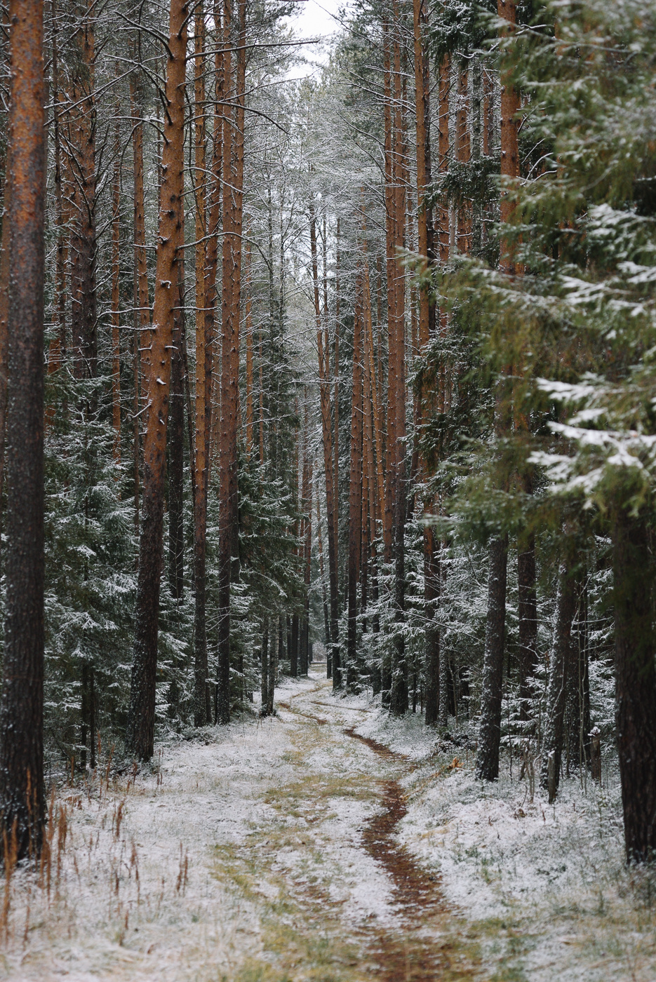 *** осень зима лес снег тропа тропинка путь путешествие туннель