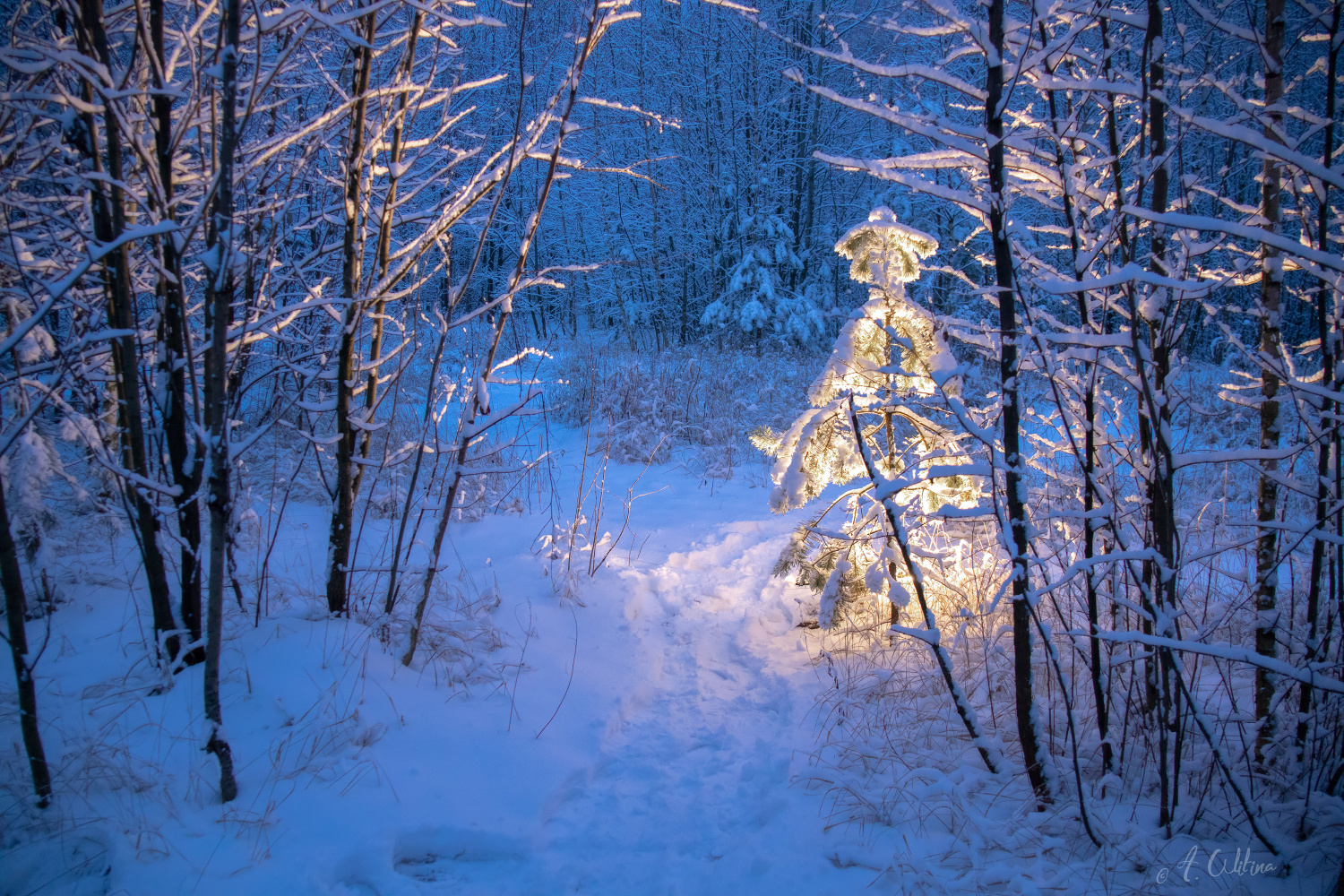 Новогодня сосна (живая и настоящая) Лес зима снег сосна березы липы тропинка вечер свет