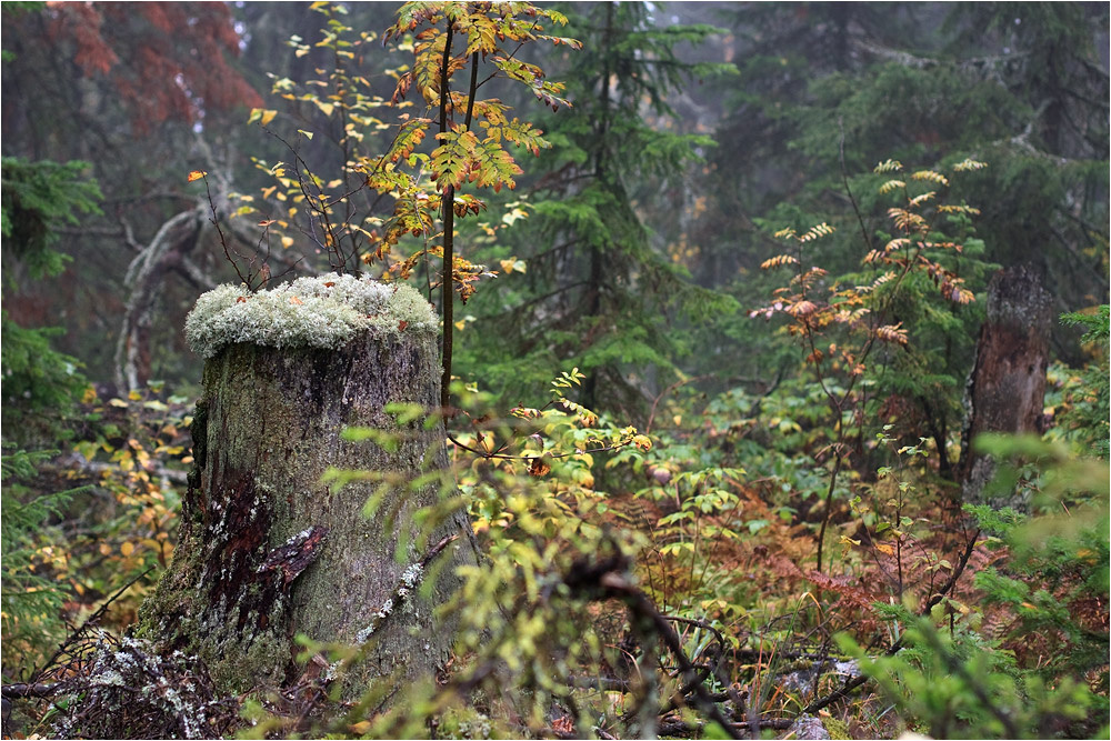 Осень в лесу хребет Малый Ямантау Южный Урал Башкирия
