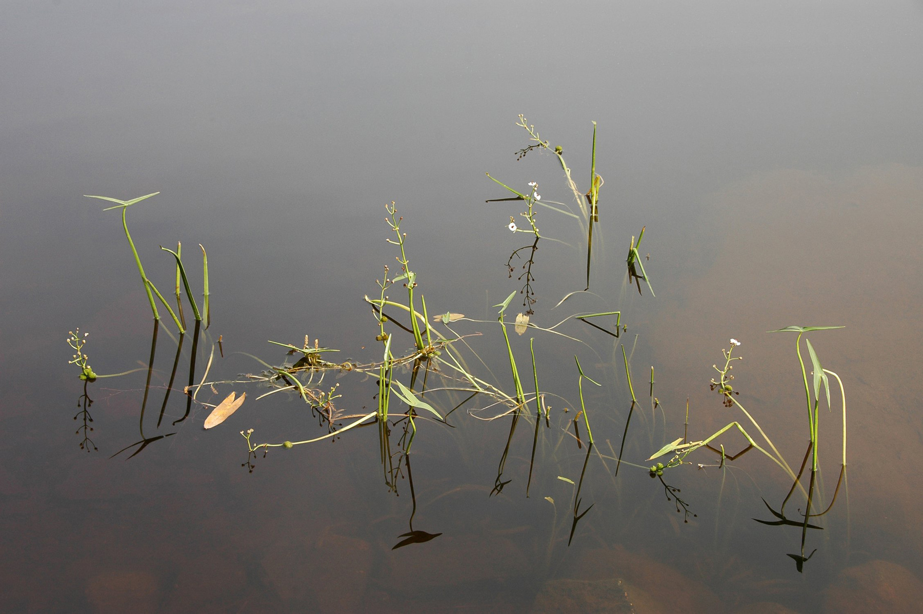 Стрелолист Растение вода озеро цветы