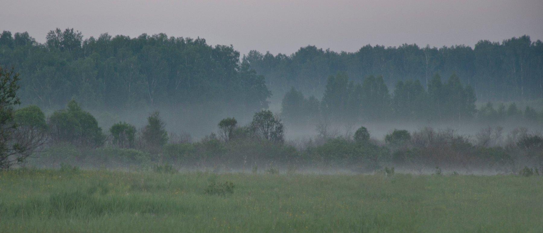 В тиши вечерней Вечер туман поле березы