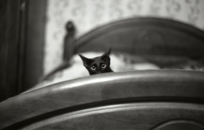 Чертенок черная кошка глаза глазищи уши кровать Аська