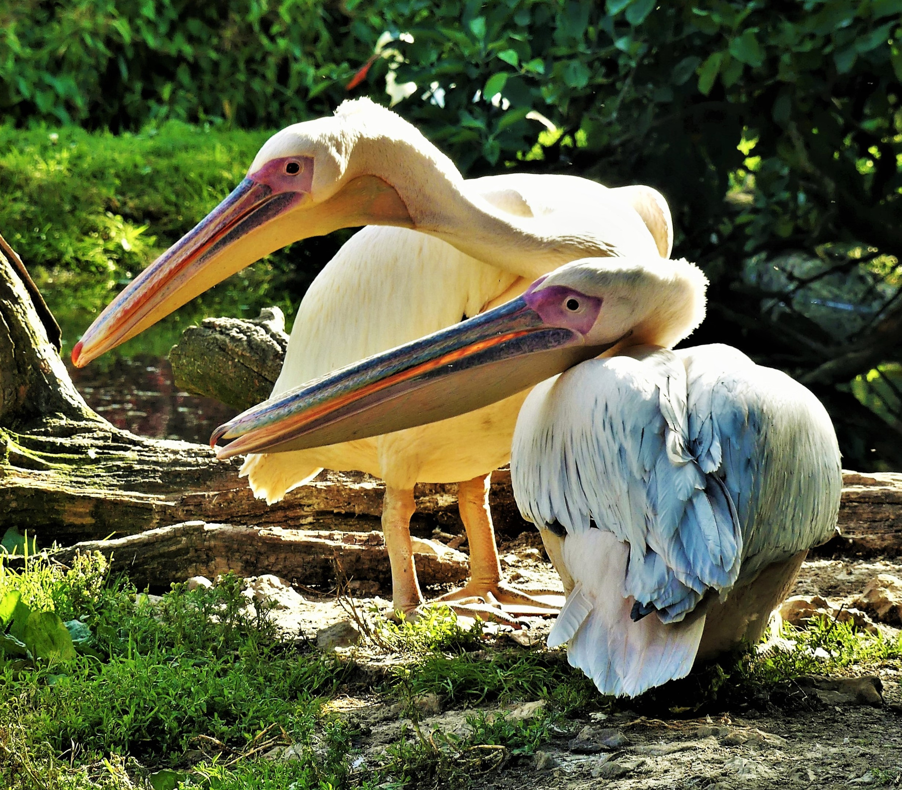 Пеликаны Пеликаны