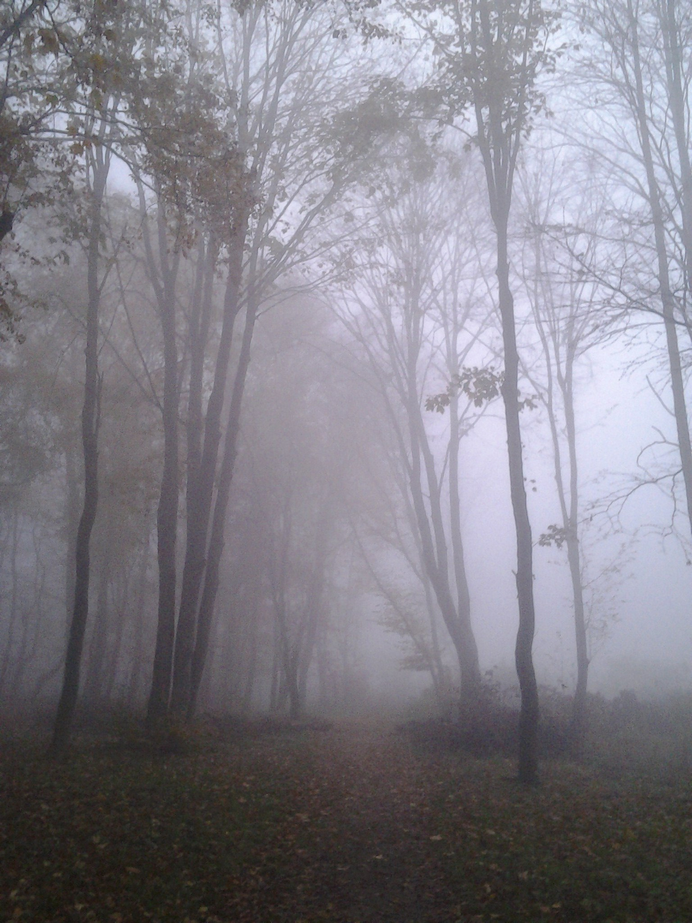 *** туман лес