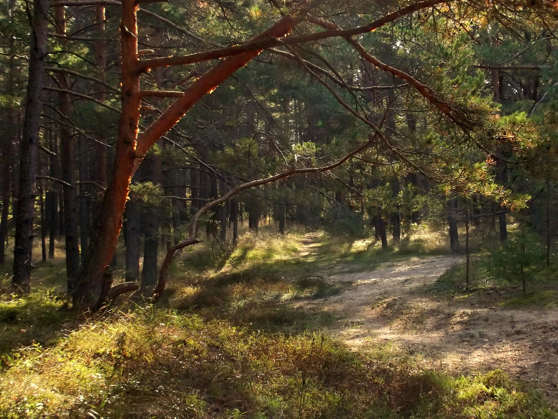 Солнечный сосновый бор. сосны.лес у моря Вецаки-Рига-Латвия .23.09.2020 11 23