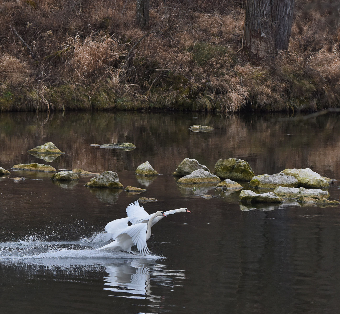 Жизнь на воде лебеди река утро полет