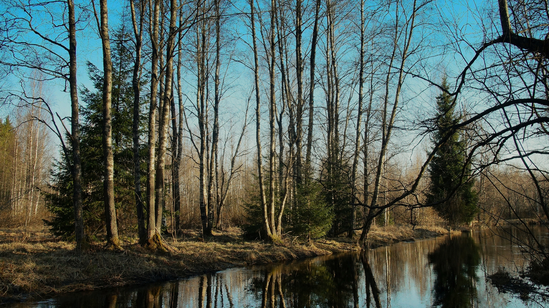 На речке Весна речка лес