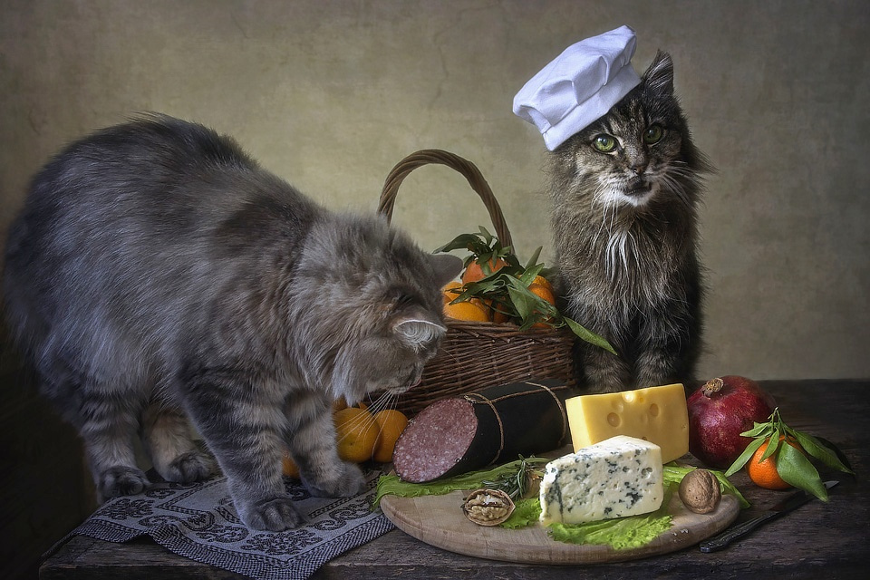 ***Рыночные отношения фото животных натюрморт постановочное художественное кошки взаимоотношения еда