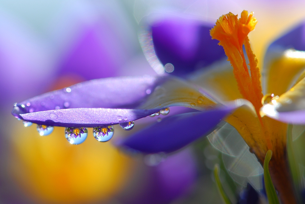Февральские краски крокус капля макро цветок февраль
