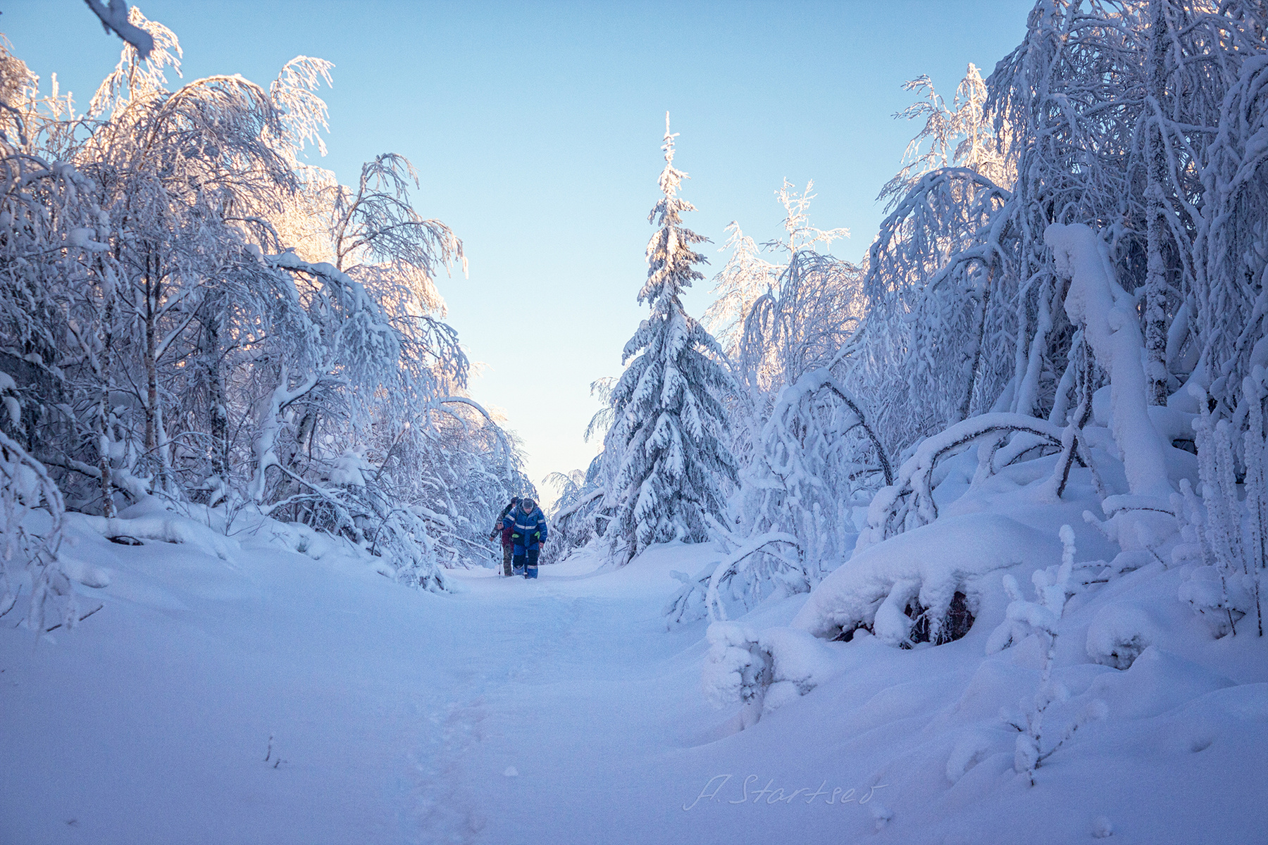 Сквозь зимний лес утро Урал туризм снег лес природа Пермский_край пейзаж зима деревья