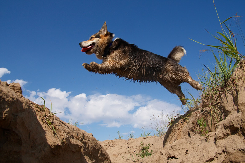 Внедорожник вельш корги пемброк собака небо яма прыжок полёт