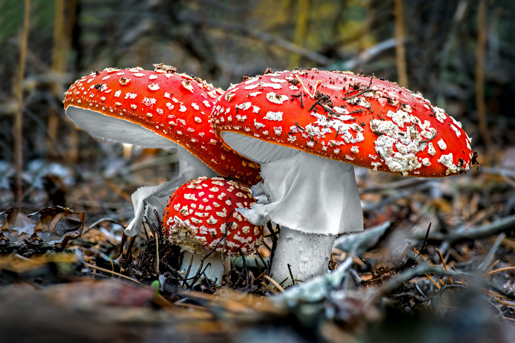 Ядовитая семейка мухоморы три трое грибы грибочки ядовитые природа опасность лес осень макро