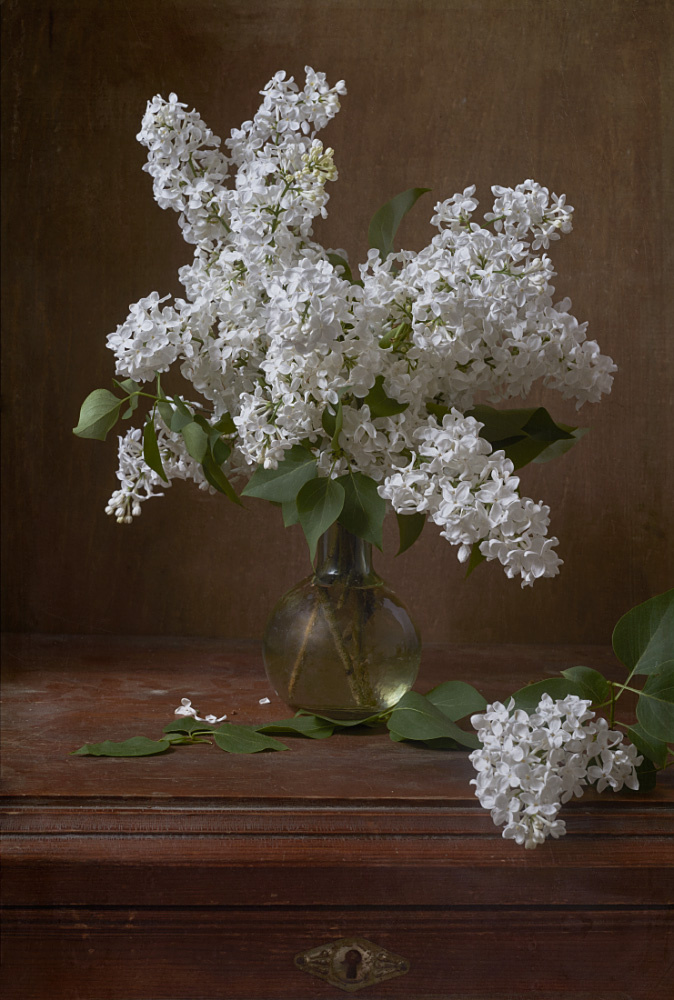 Сирень на старом комоде сирень комод букет ваза стеклянная цветы цветок белая ретро листья растение цветет цветущая лето
