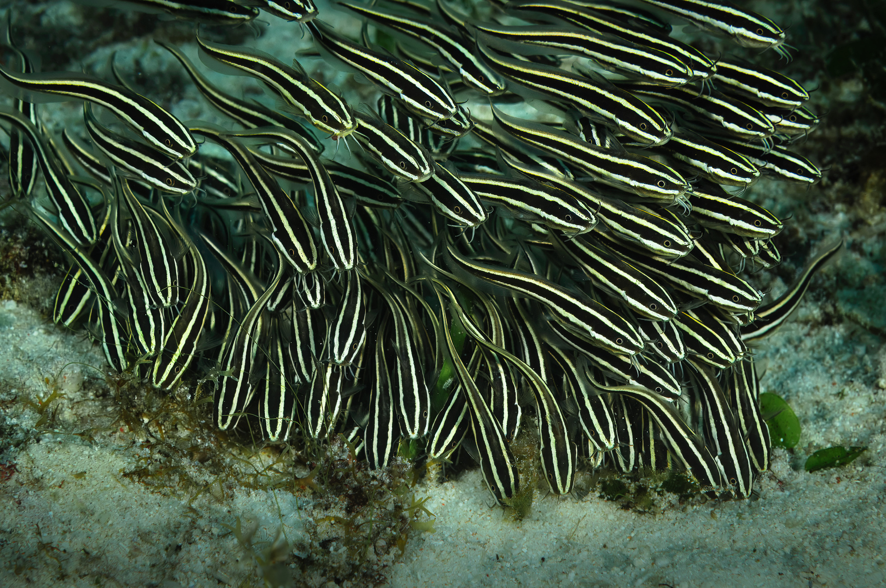 Угрехвостый сом Угрехвостый сом Plotosidae Malapascua island Philippines Малапаскуа Филиппины