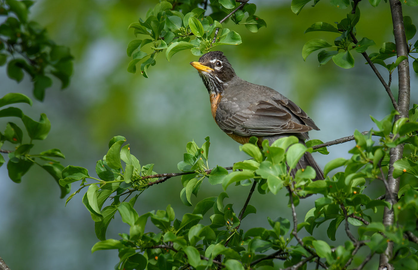 American robin (female) 
