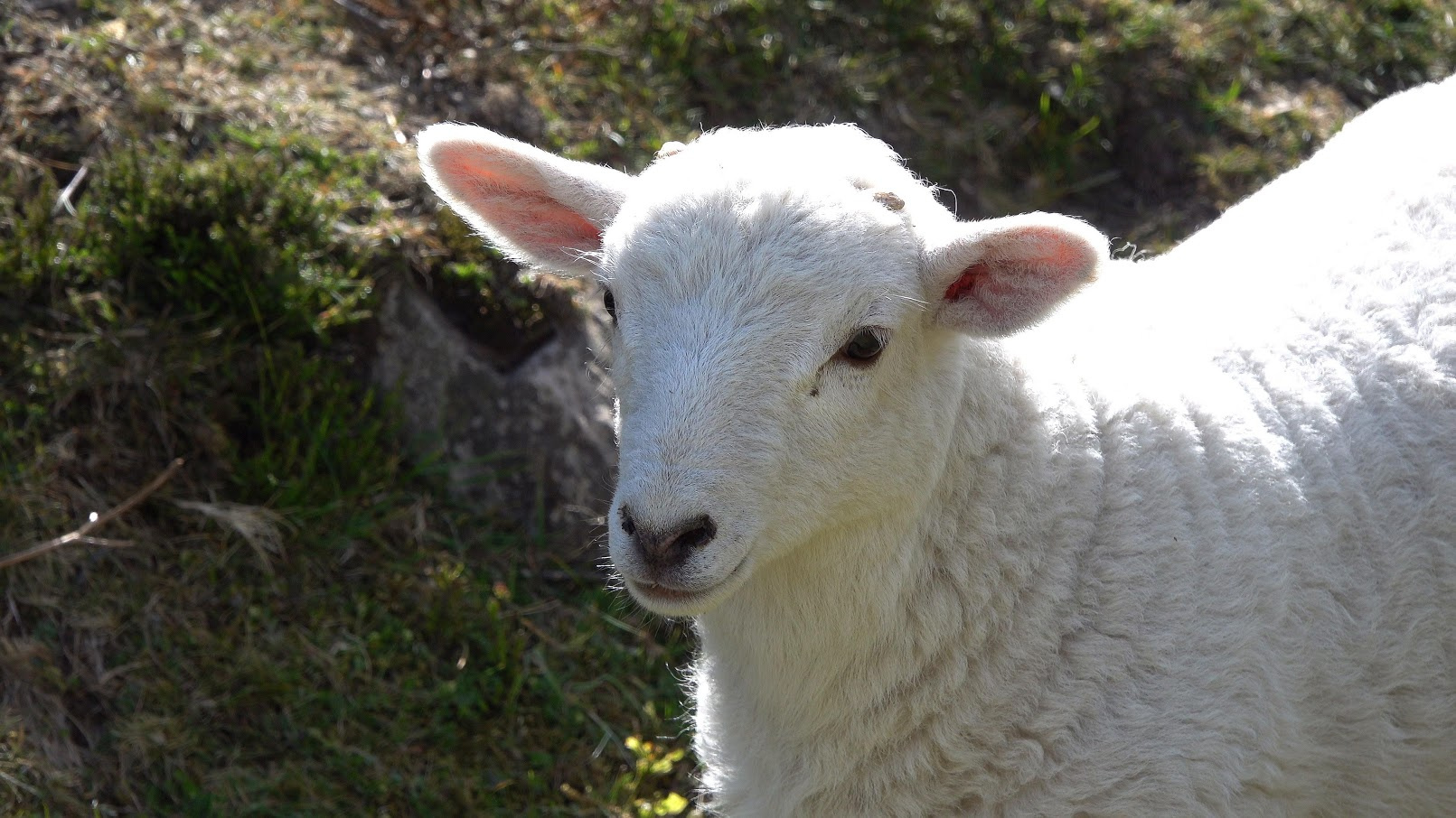 Little Lamb 